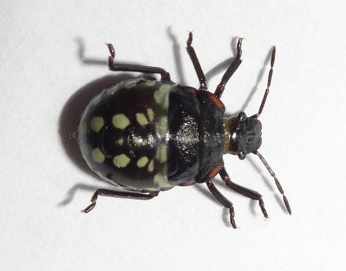Nezara viridula